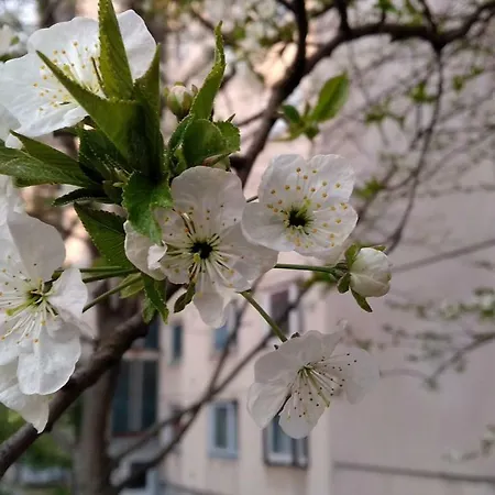 Apartamento Gesztenyes *